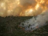o_Incendio amalonia Regulo
